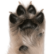 Cat paws