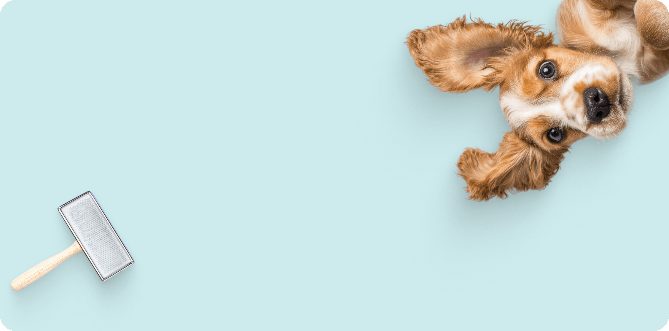 right card background